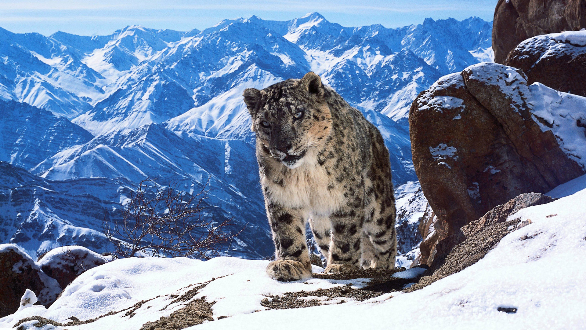 Planet Earth II 1. Sezon 6. Bölüm