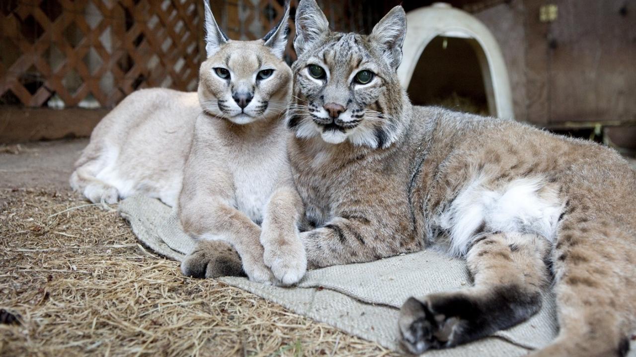 Unlikely Animal Friends 3. Sezon 2. Bölüm